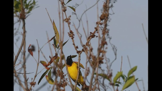 Audubon's Oriole - ML542863531