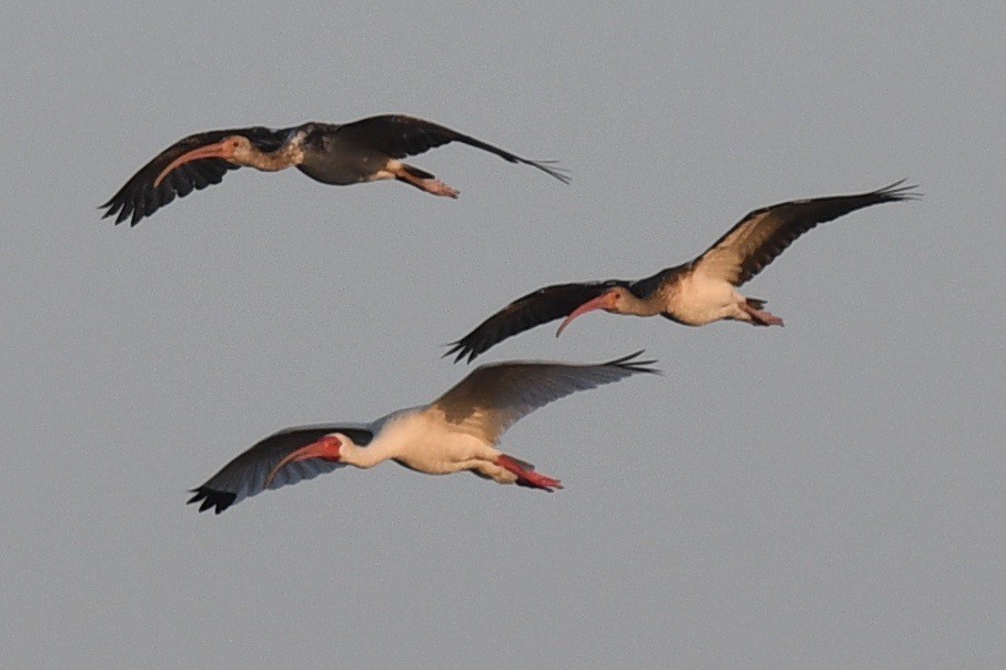 ibis bílý - ML542863581