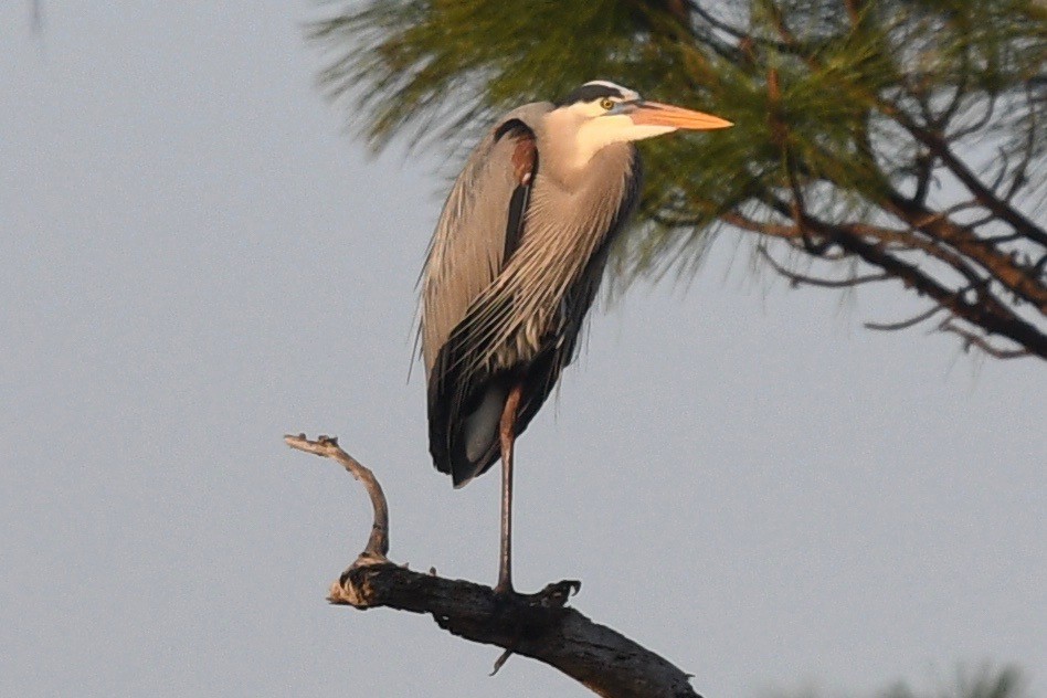 Great Blue Heron - barbara segal