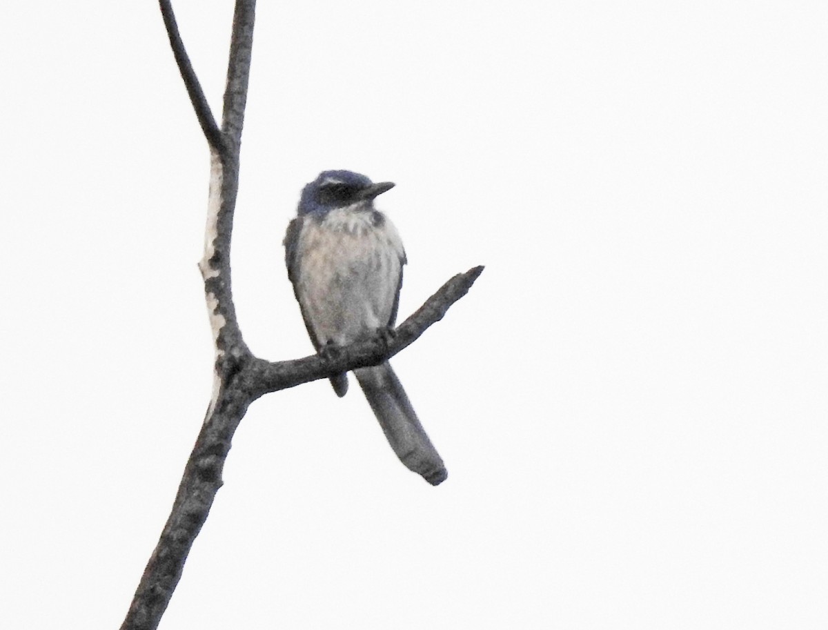 California Scrub-Jay - ML542864251