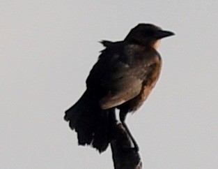 Boat-tailed Grackle - ML542864551