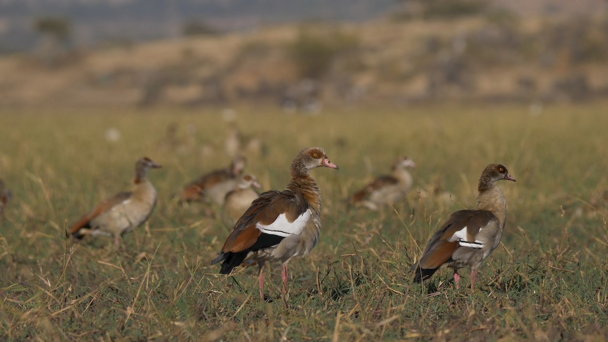 Egyptian Goose - ML542865441