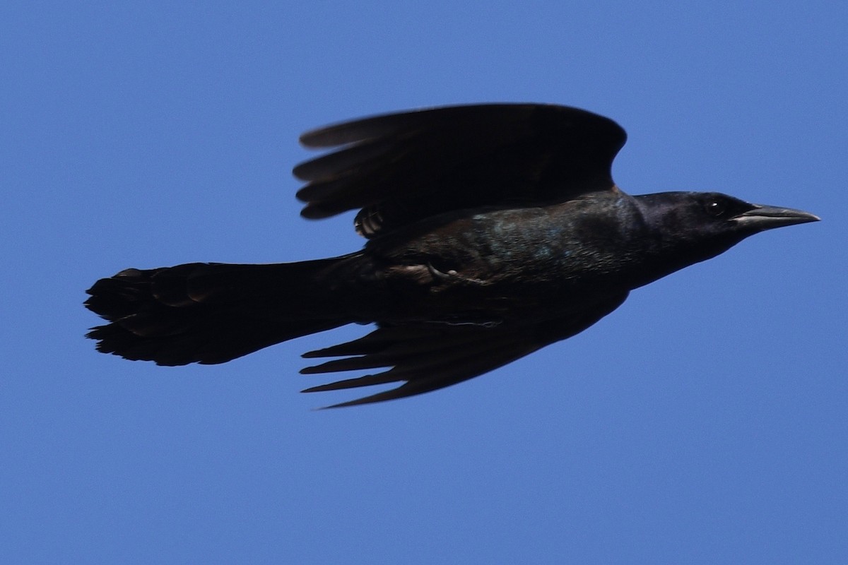 Boat-tailed Grackle - ML542865501