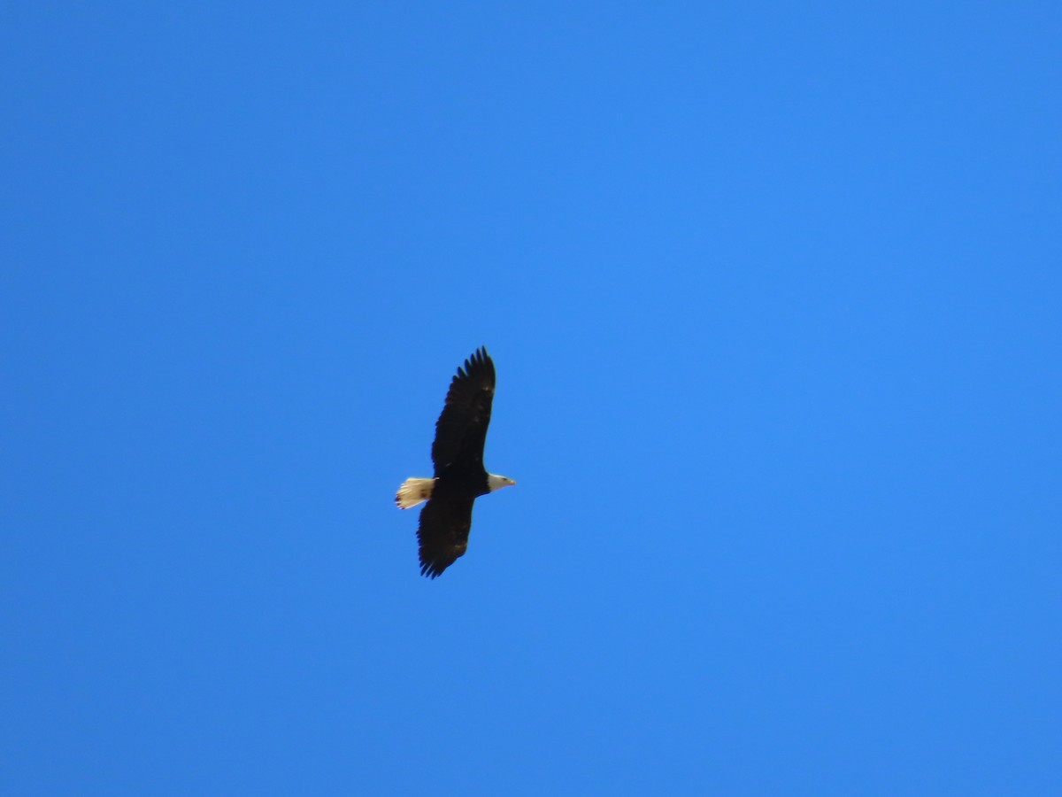 Bald Eagle - ML542865671