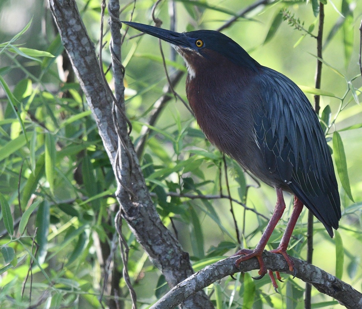 Green Heron - ML542865691