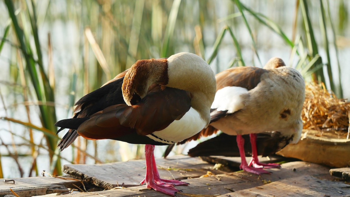 Egyptian Goose - ML542866201