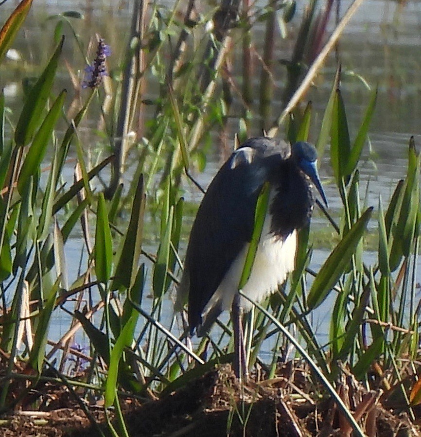 Tricolored Heron - barbara segal