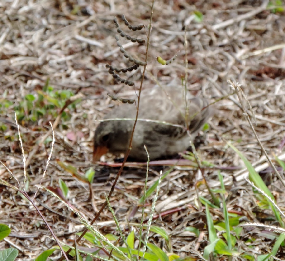 Medium Ground-Finch - ML54286721