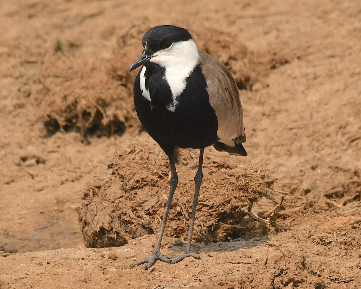 Spur-winged Lapwing - Ted Wolff