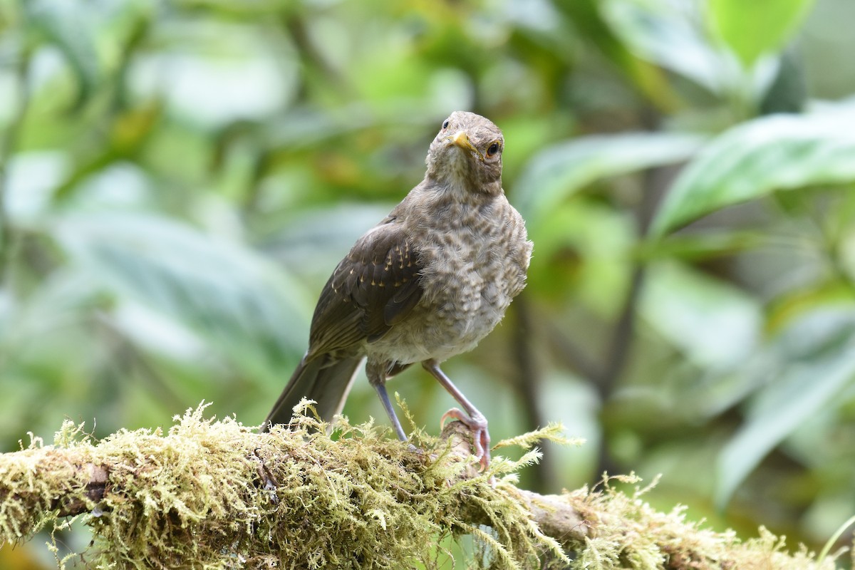 Ecuadorian Thrush - ML542868681