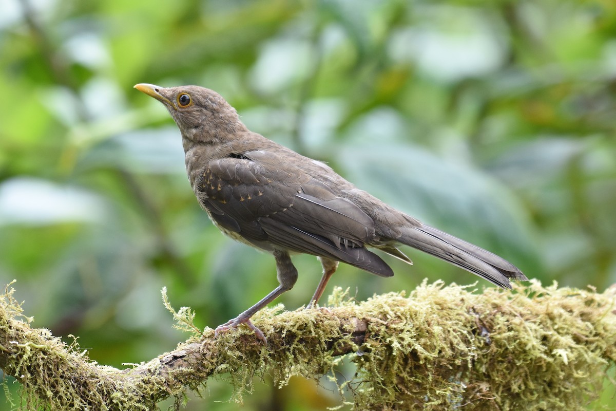 Ecuadorian Thrush - ML542868771