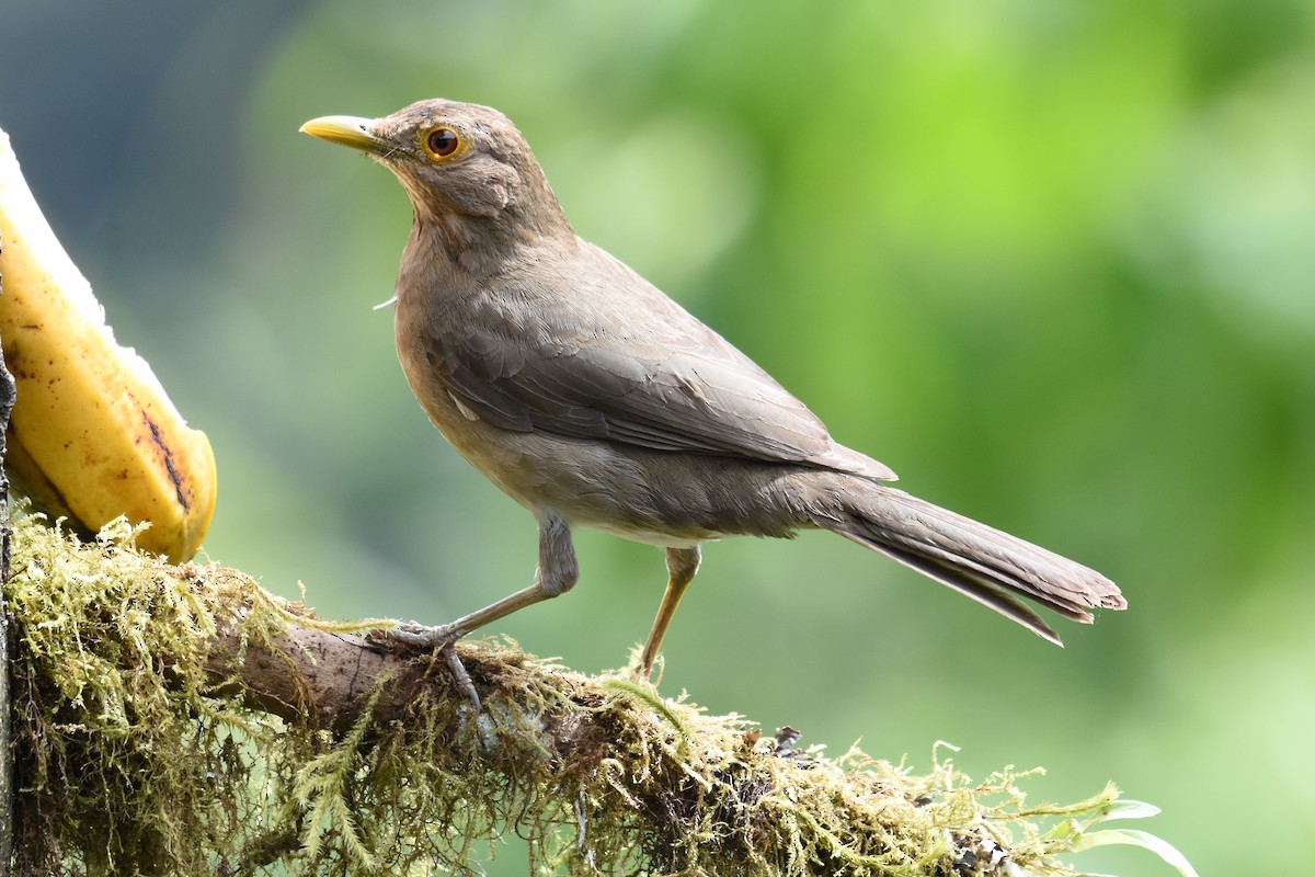 Ecuadorian Thrush - ML542869051