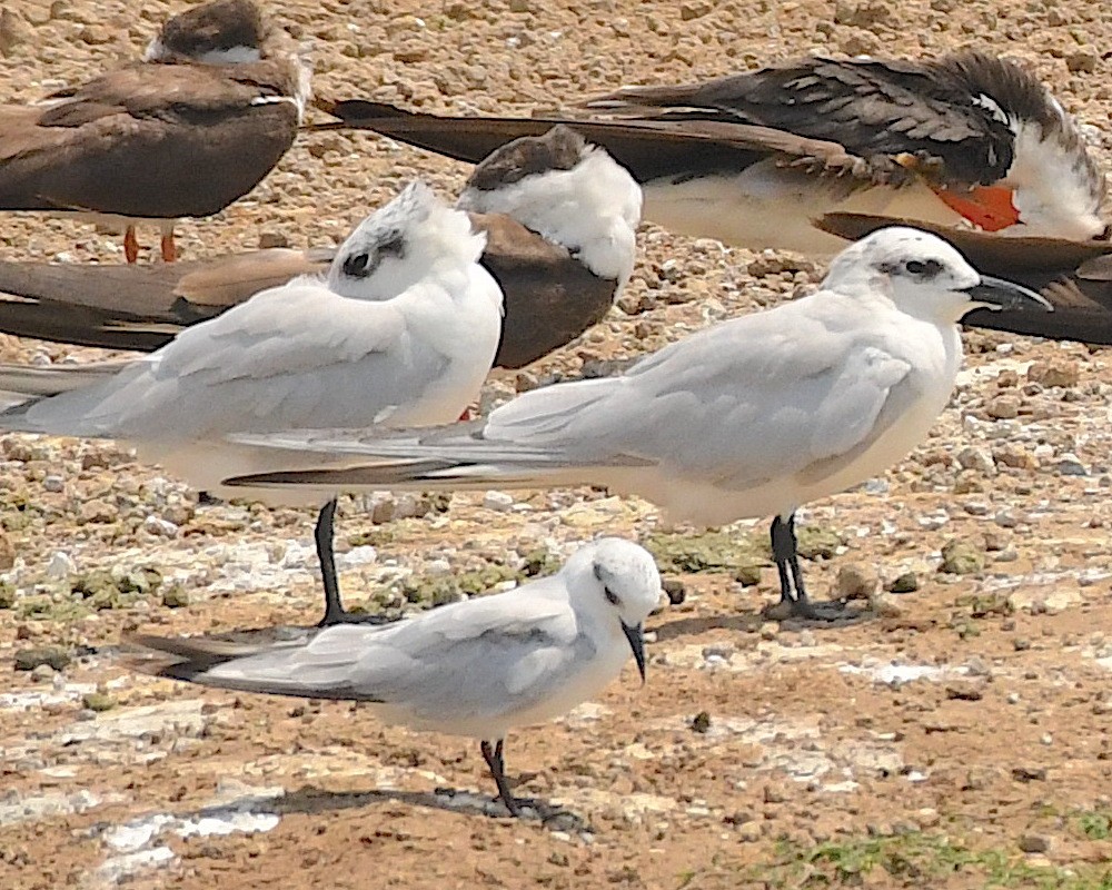 Whiskered Tern - ML542869251