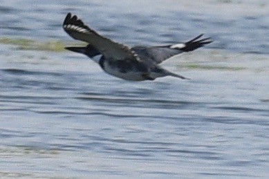 Belted Kingfisher - ML542869621