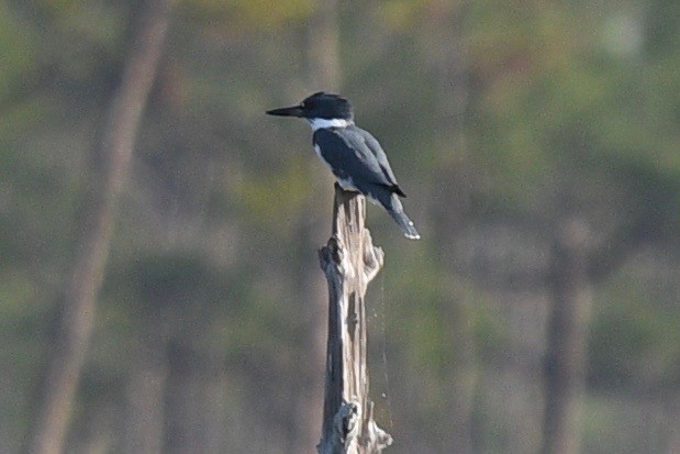 Belted Kingfisher - ML542869651