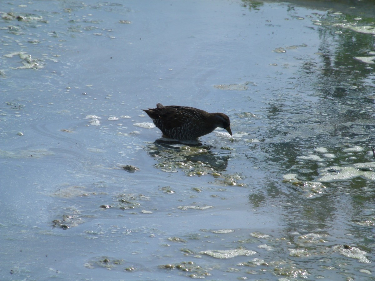 Polluela Sora - ML54287001