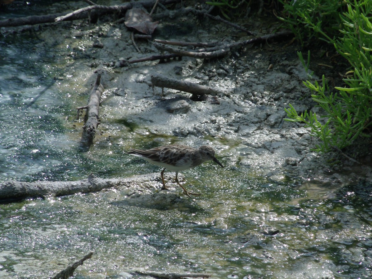 Least Sandpiper - ML54287051