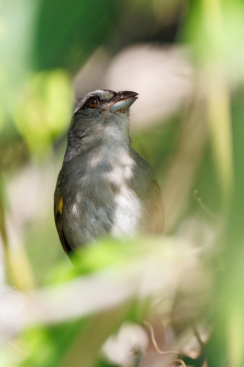 Green-backed Sparrow - Hernan Riverol