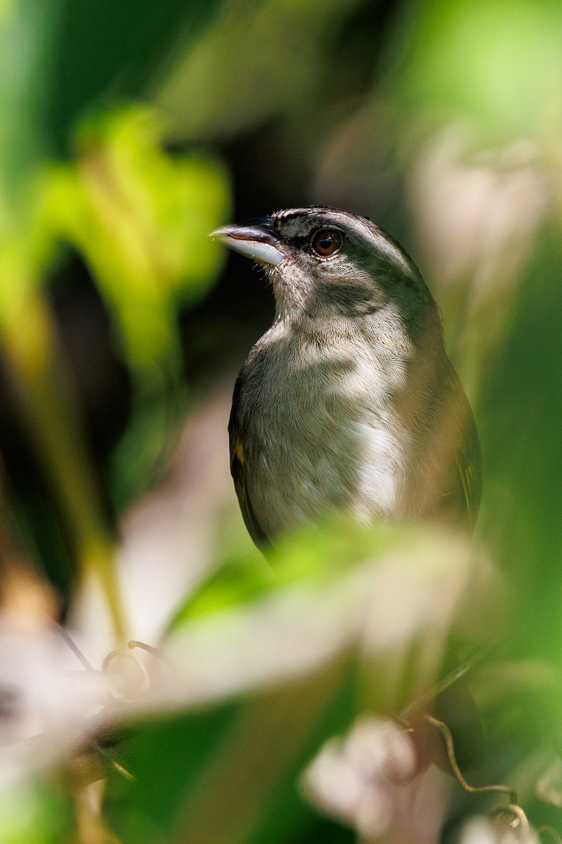 Green-backed Sparrow - Hernan Riverol