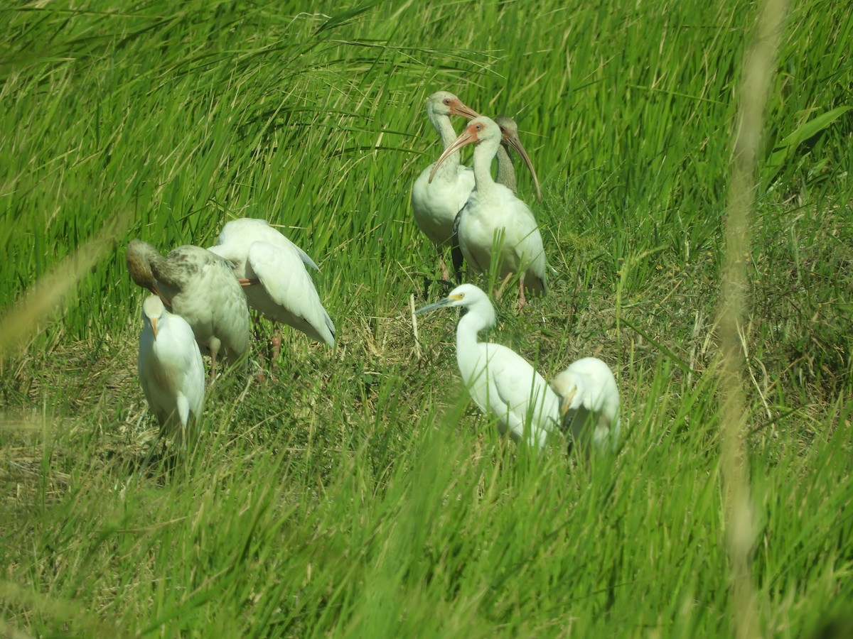 White Ibis - ML542872101