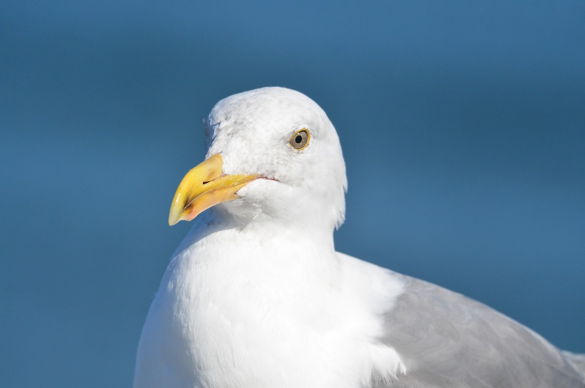 Glaucous-winged Gull - Cedrik von Briel