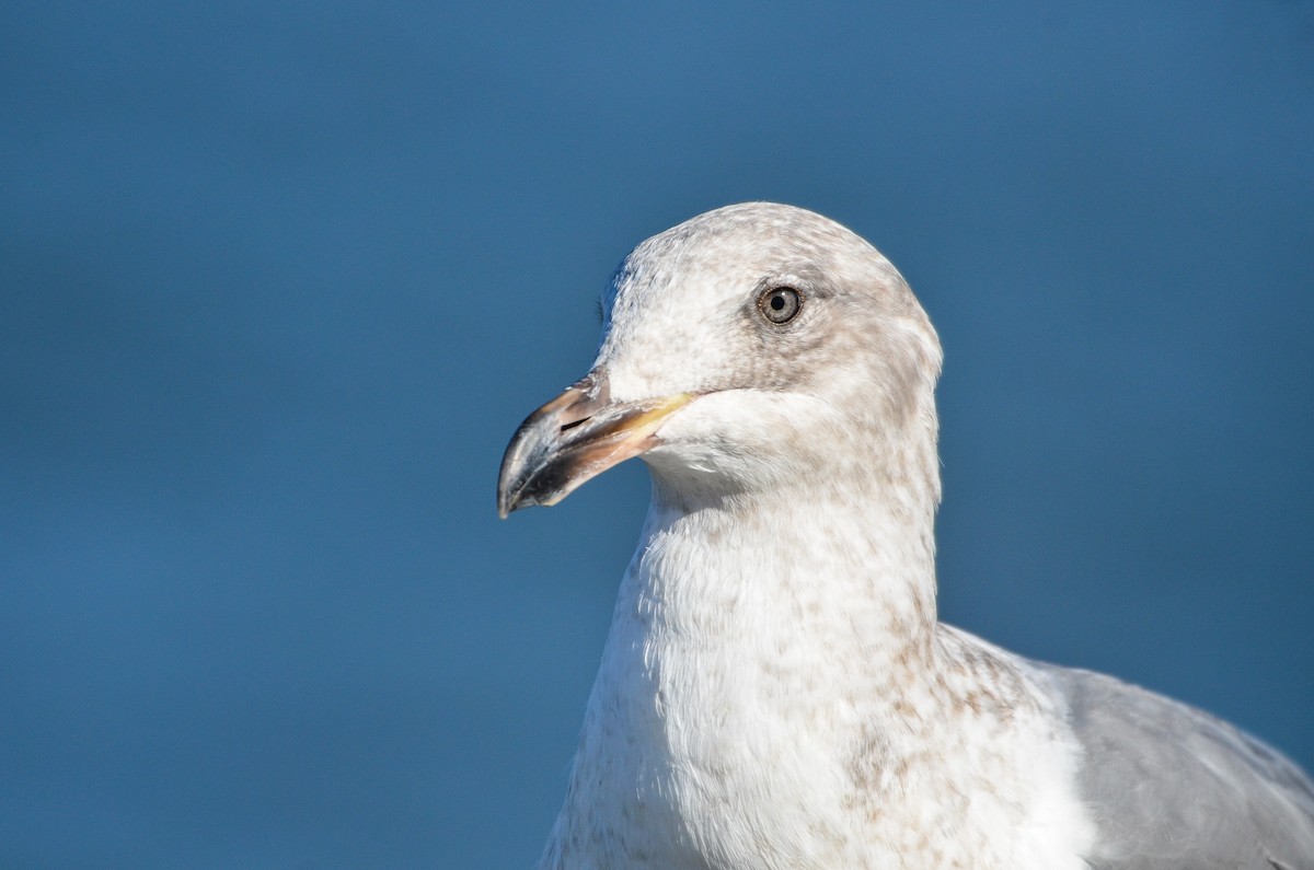 Glaucous-winged Gull - Cedrik von Briel