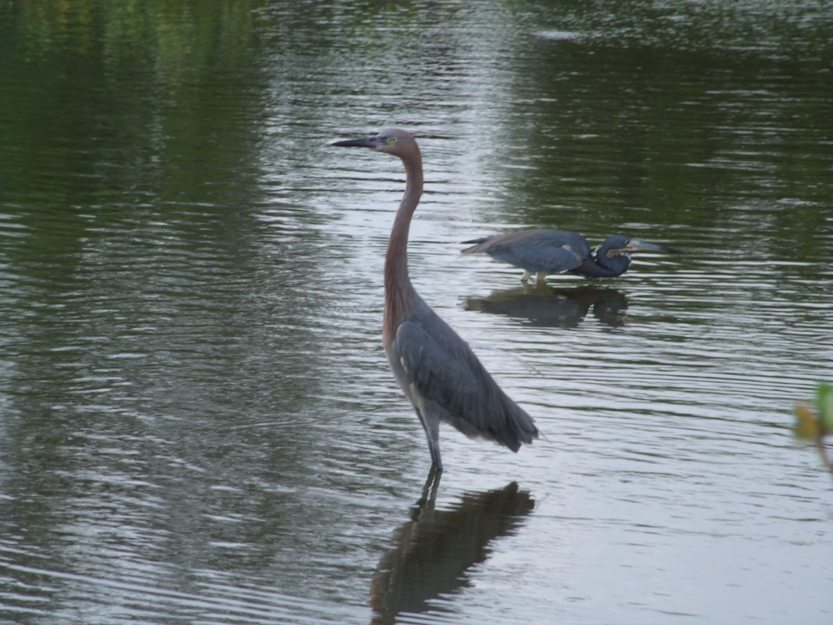 Tricolored Heron - ML54287221