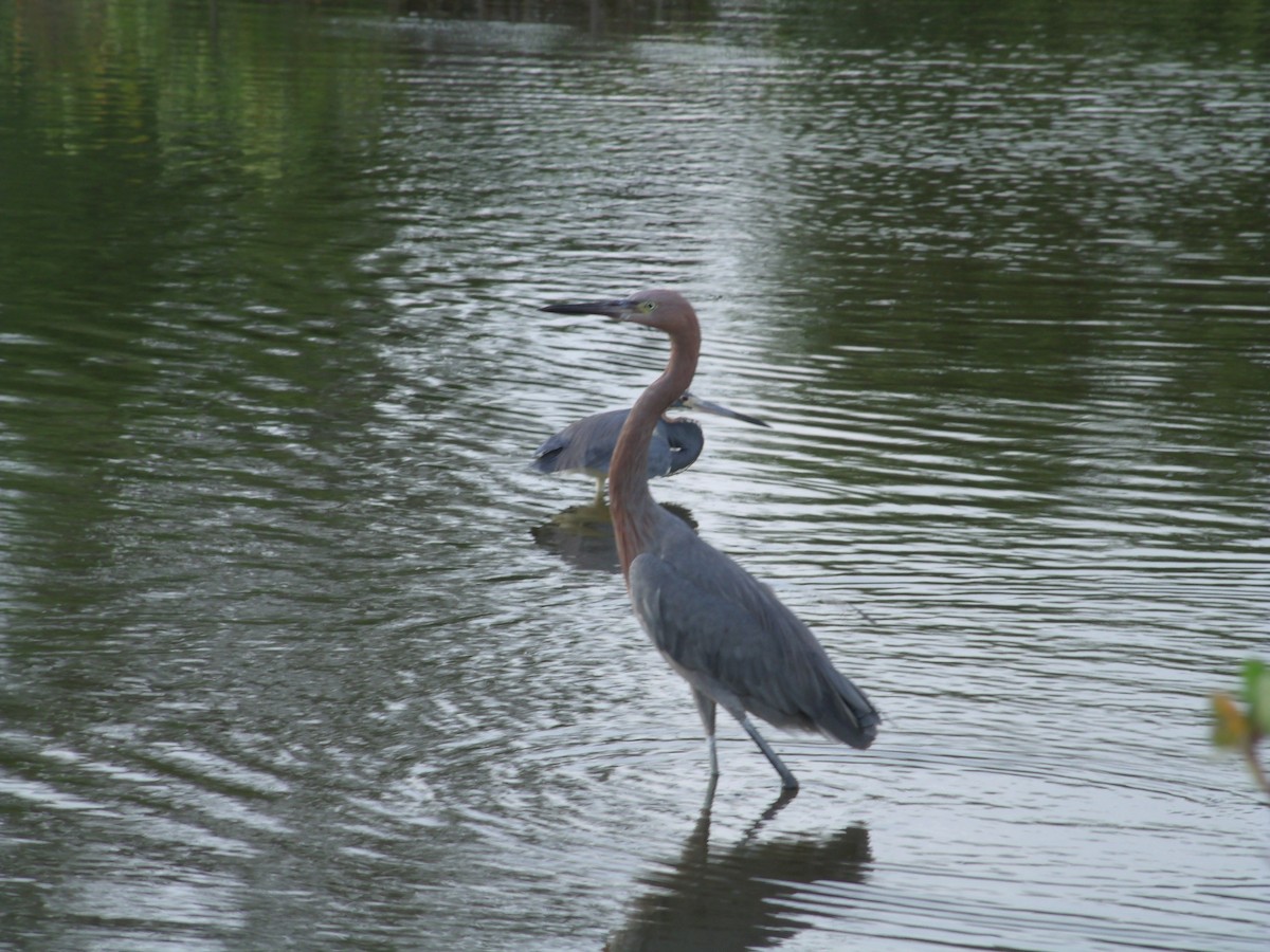 Reddish Egret - Ali Urbina