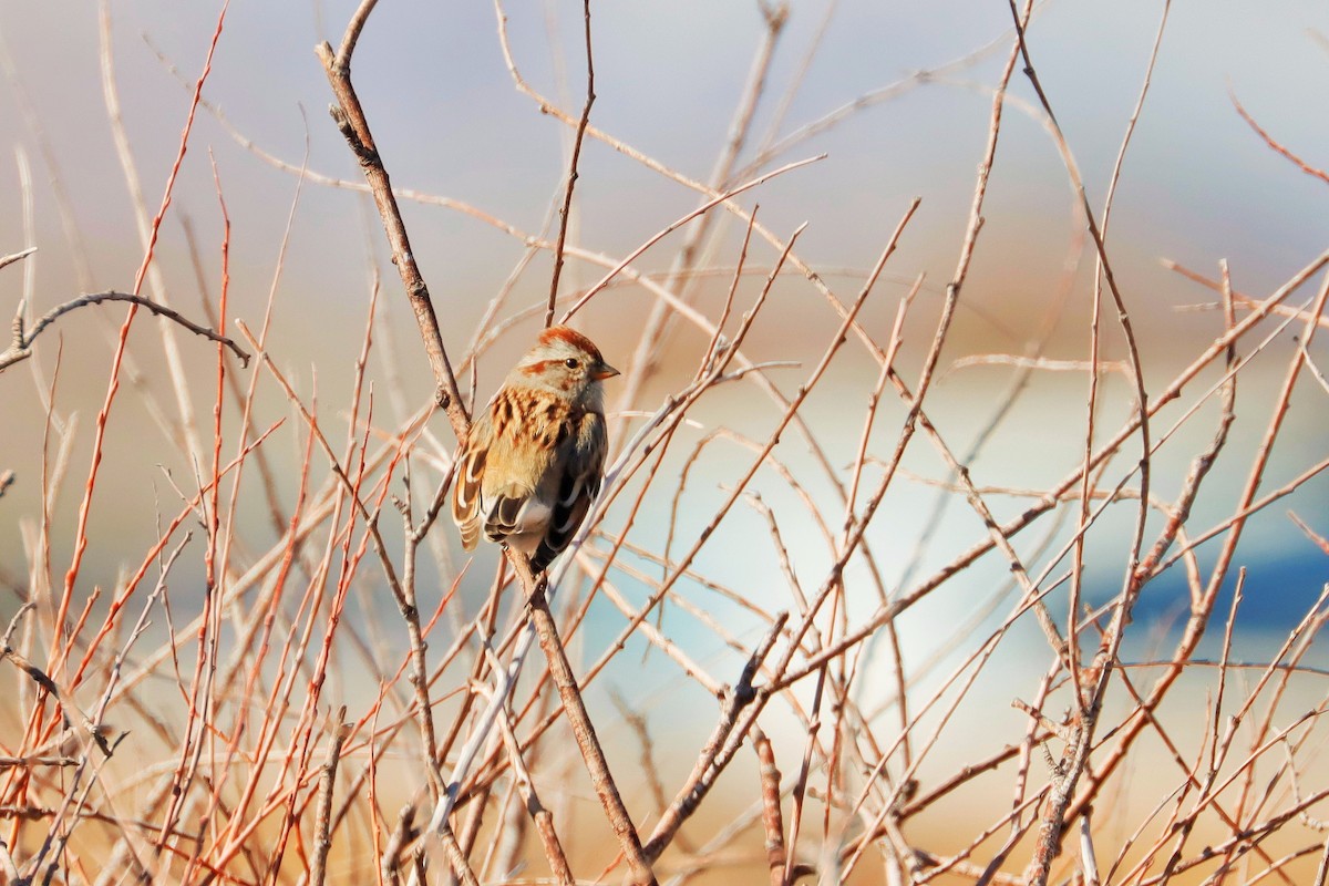 American Tree Sparrow - ML542873191