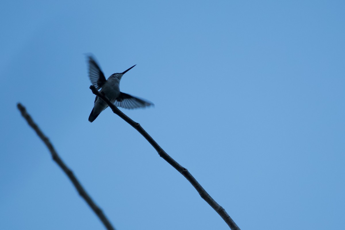 Ruby-throated Hummingbird - Benjamin Dignal