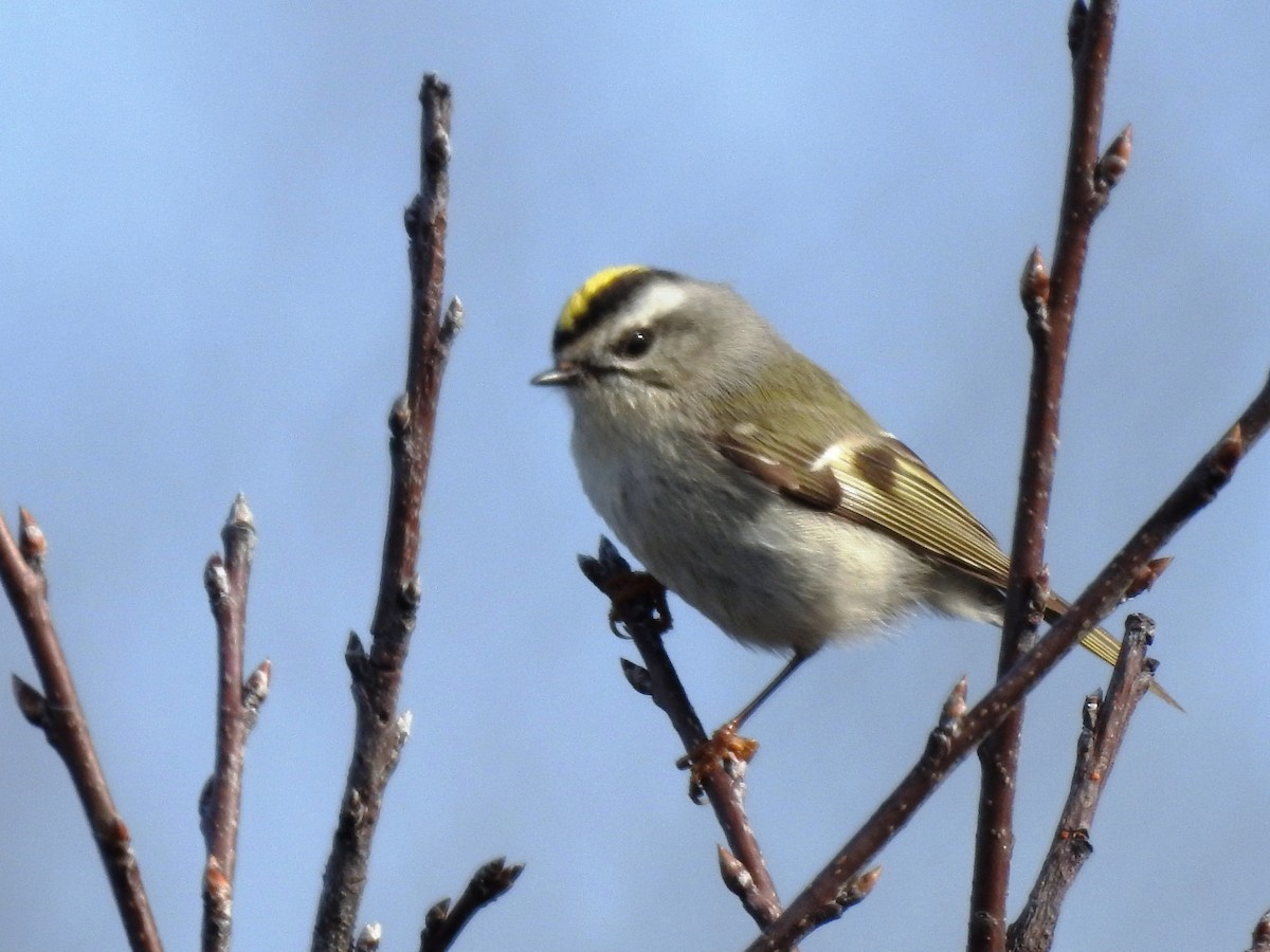 Roitelet à couronne dorée - ML54287351