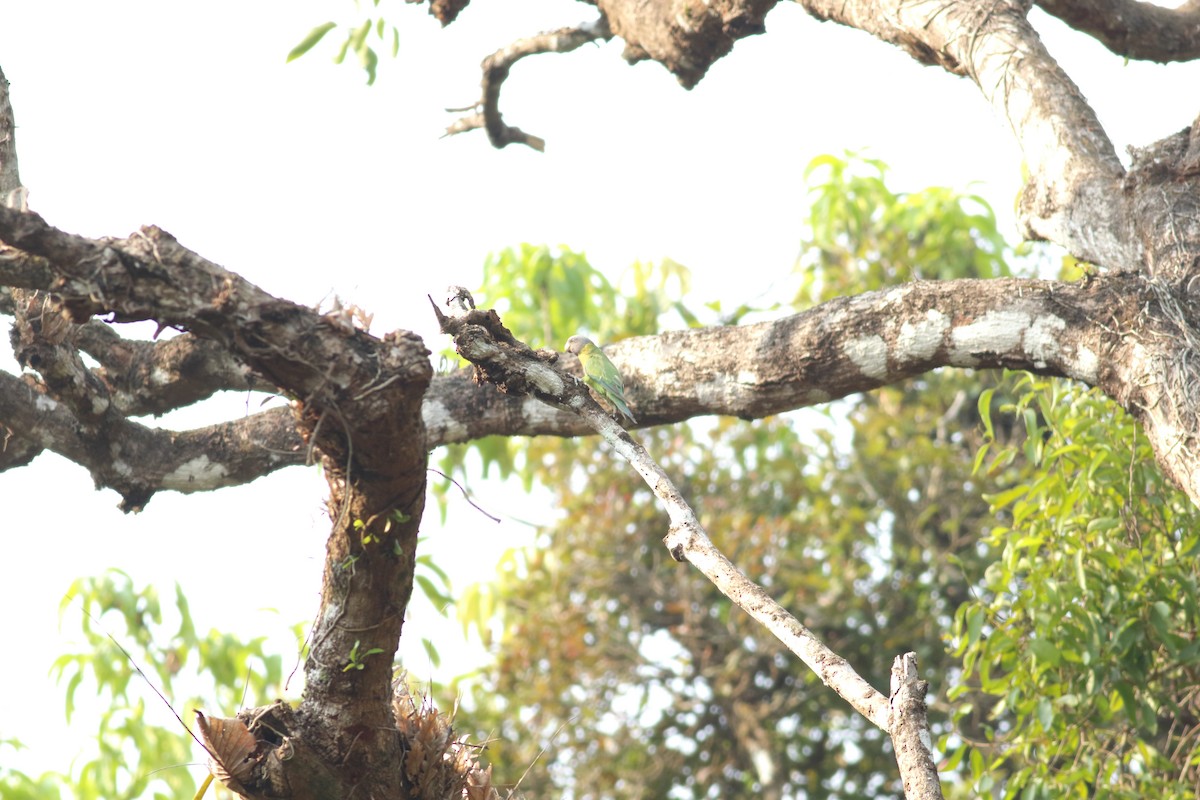 Plum-headed Parakeet - ML542873731