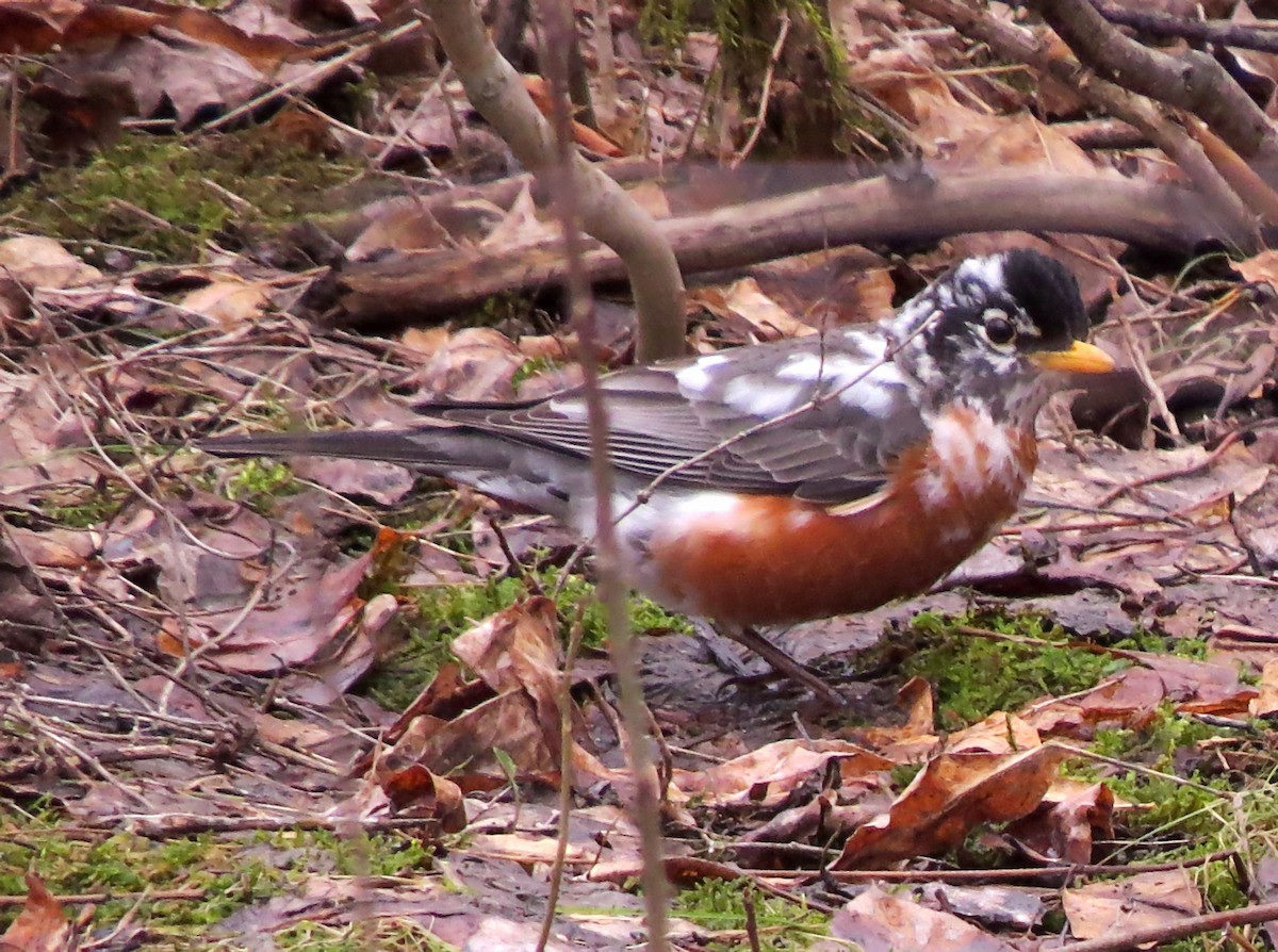 American Robin - ML54287381