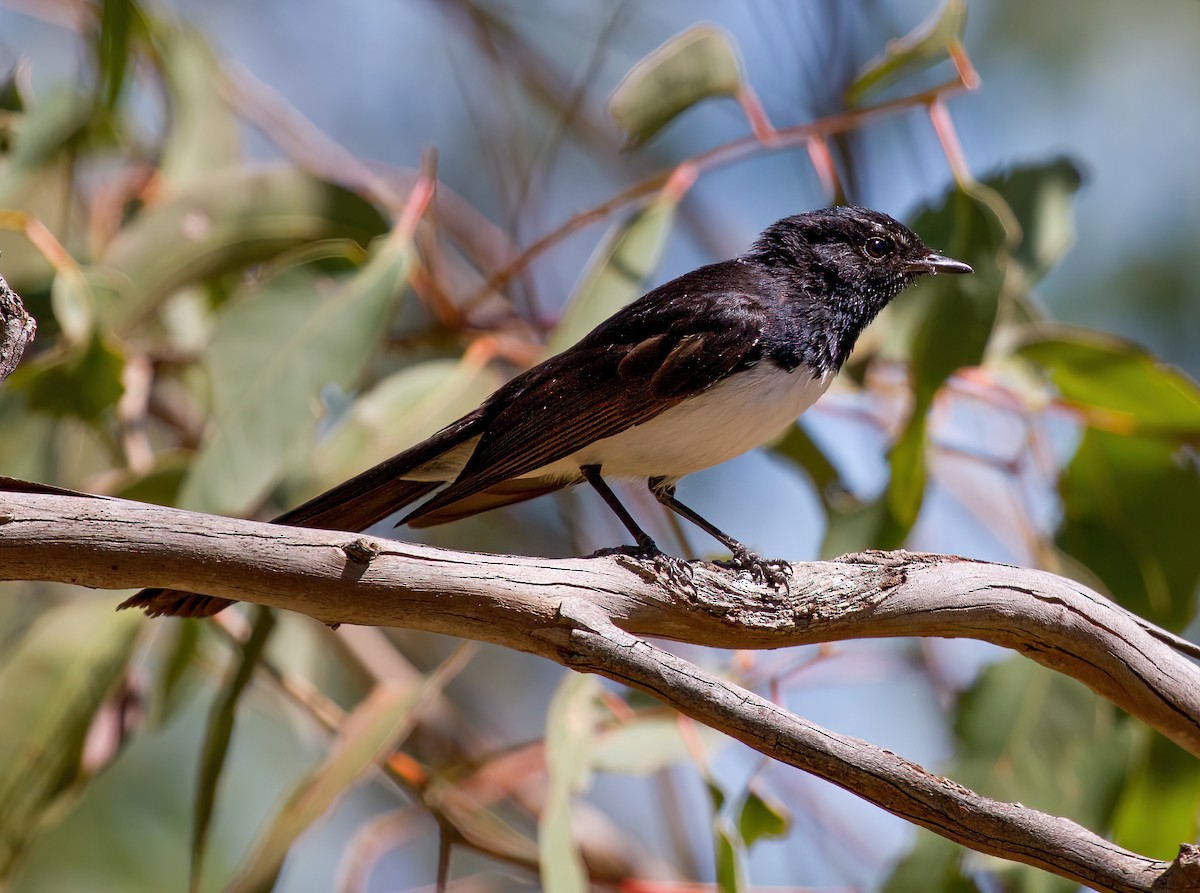 Willie-wagtail - Michael Paul