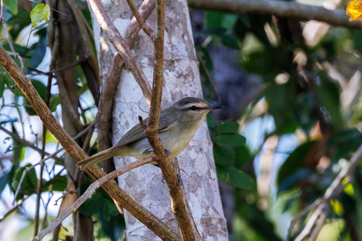 Yucatan Vireo - Hernan Riverol