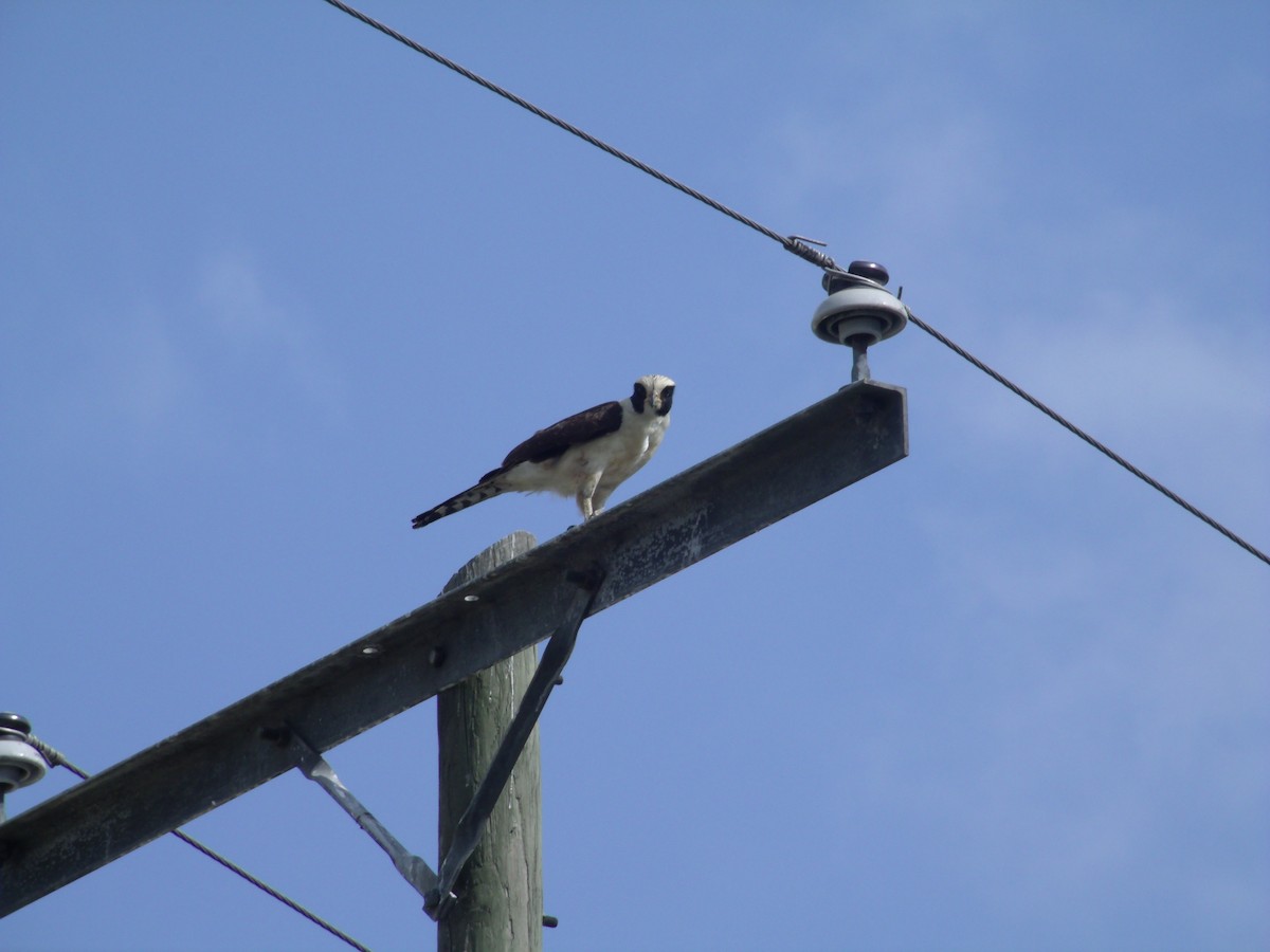 Laughing Falcon - ML54287531