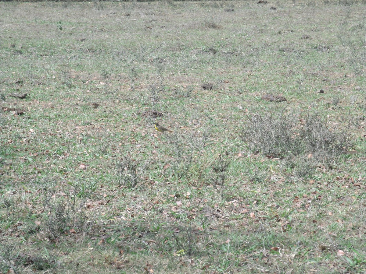 Eastern Meadowlark (Eastern) - ML54287741