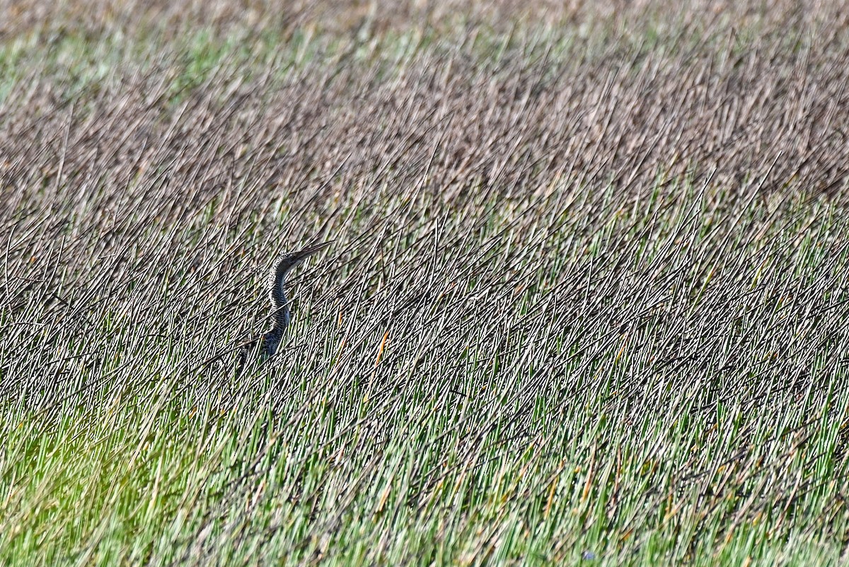 Pinnated Bittern - ML542878341