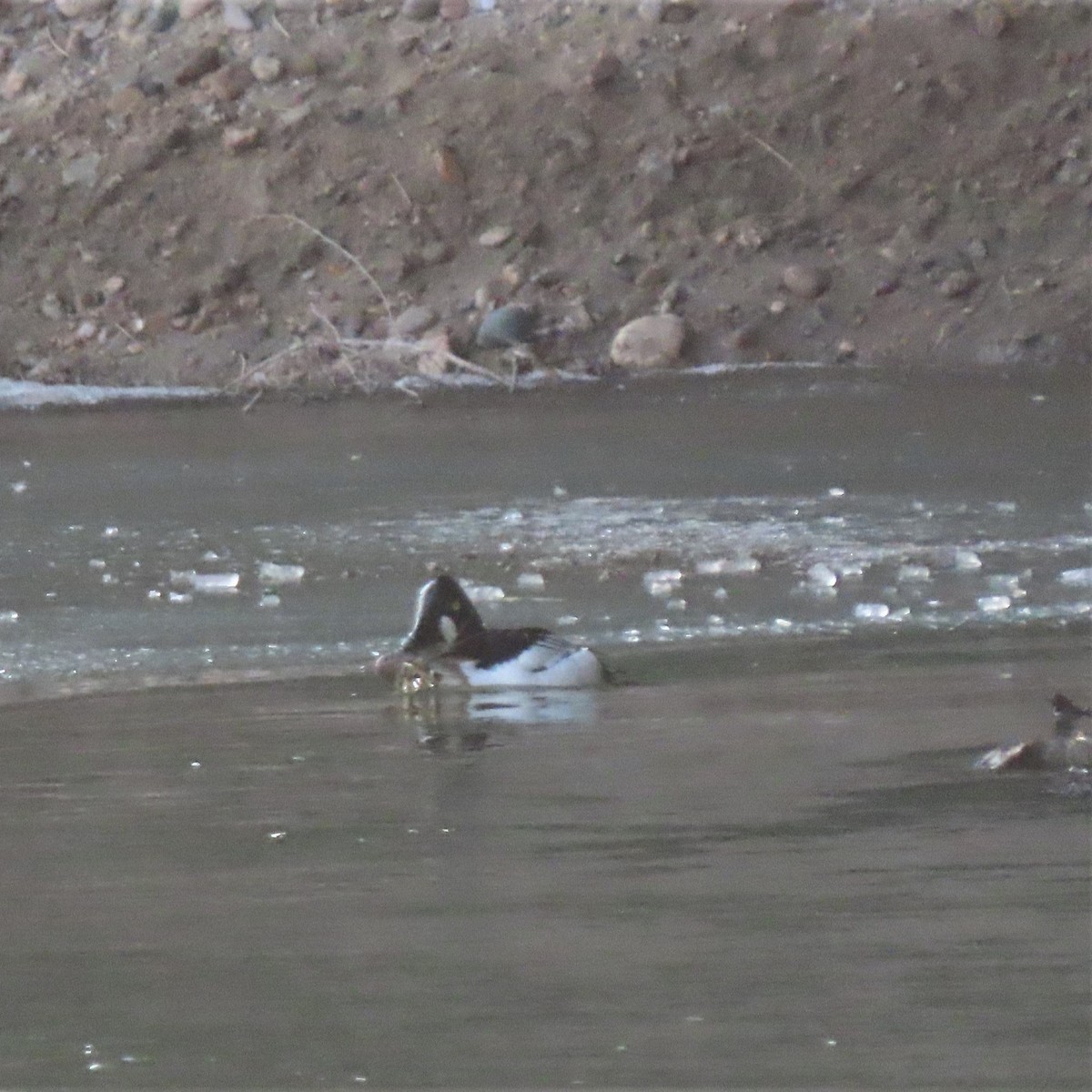 Common Goldeneye - ML542878371