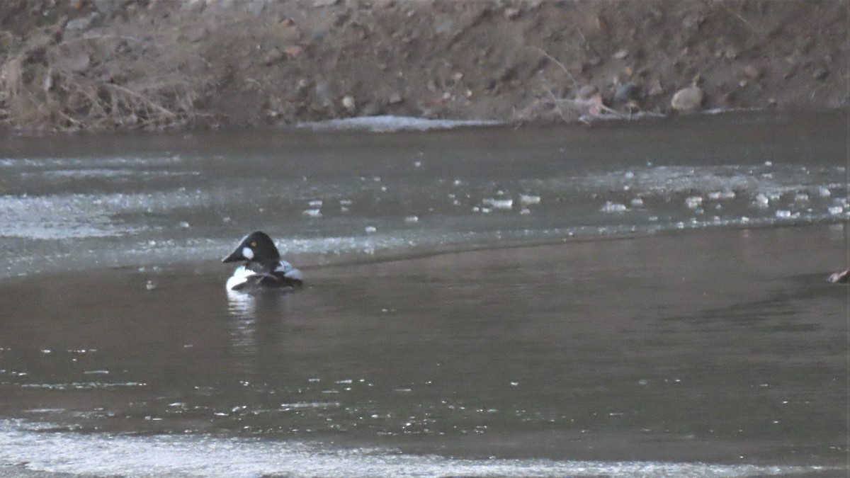 Common Goldeneye - ML542878381