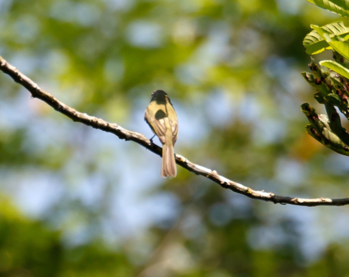 Greenish Elaenia - ML54287961