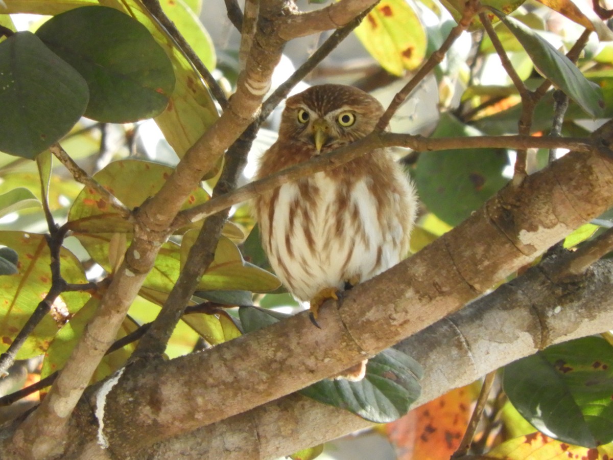 Ferruginous Pygmy-Owl - ML542879681