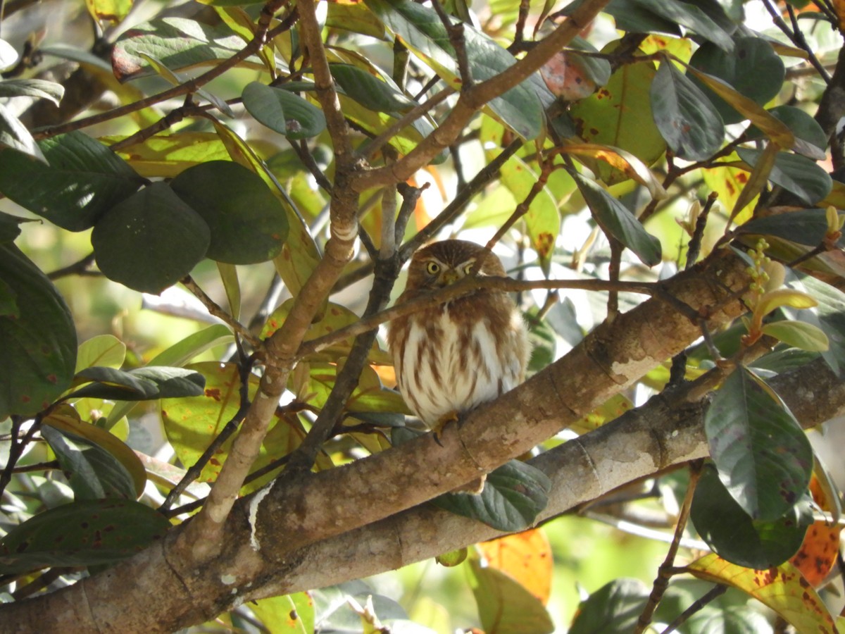 Ferruginous Pygmy-Owl - ML542879731