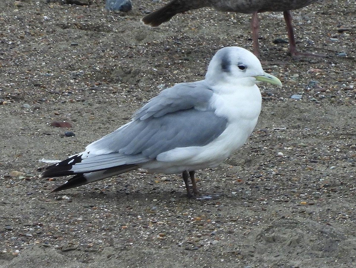 Mouette tridactyle - ML542880201