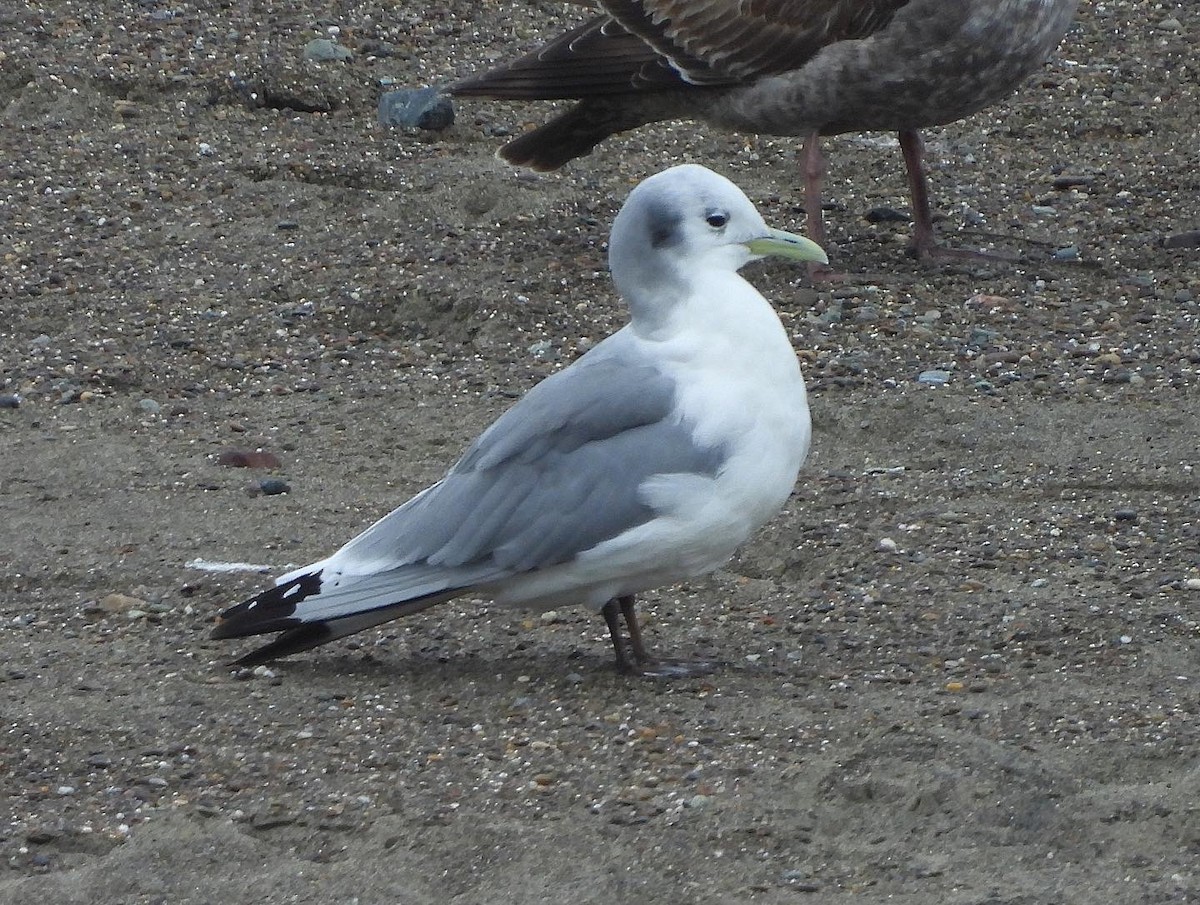 Mouette tridactyle - ML542880211