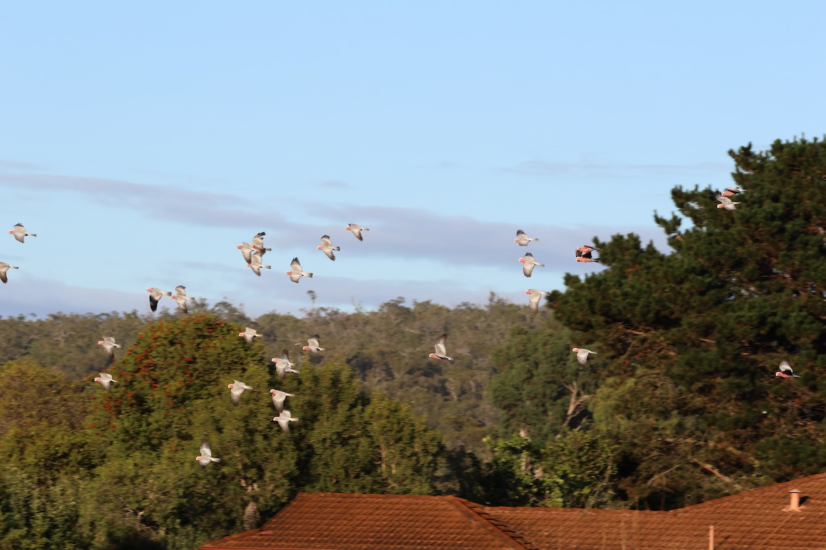 Cacatúa Galah - ML542880441