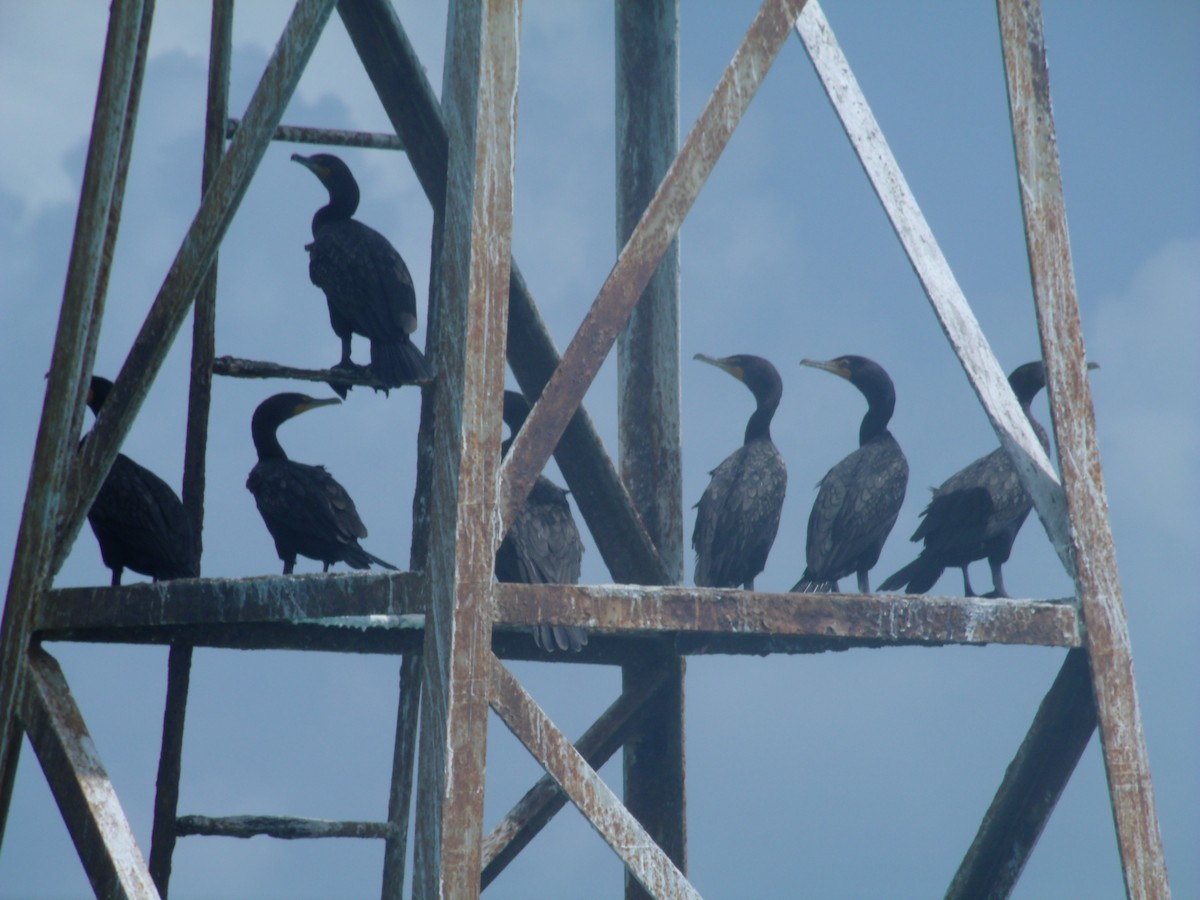 Double-crested Cormorant - ML54288051