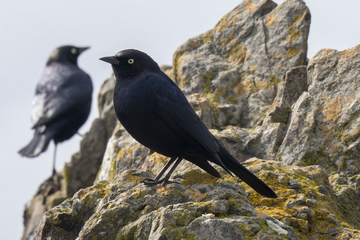 Brewer's Blackbird - ML542881061