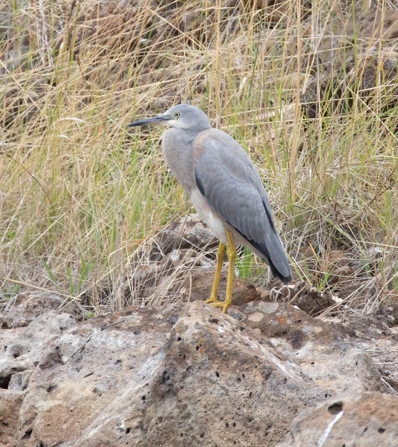 White-faced Heron - ML542881651