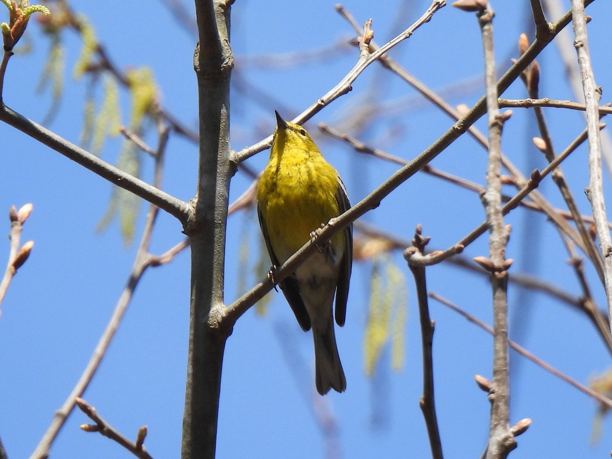 Pine Warbler - ML542883191